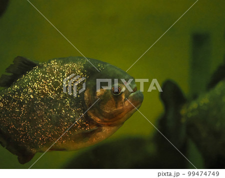 水中のピラニア 99474749