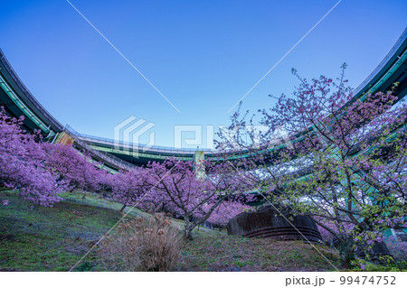 （静岡県）河津桜咲く、河津七滝ループ橋　夕景 99474752