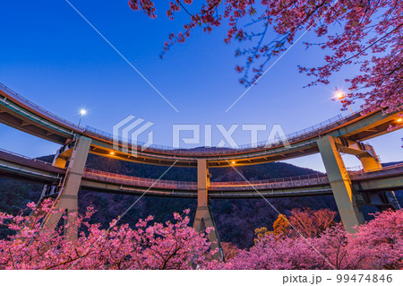 (静岡県)河津桜咲く、河津七滝ループ橋 ライトアップ (静岡県)河津桜咲く、河津七滝ループ橋 ライトアップ 99474846