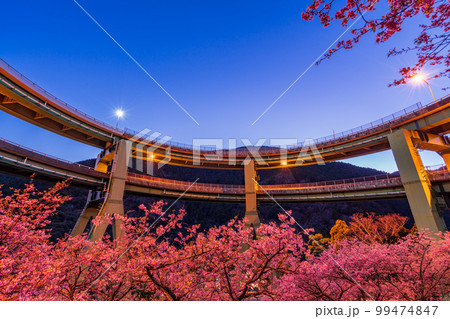 (静岡県)河津桜咲く、河津七滝ループ橋 ライトアップ (静岡県)河津桜咲く、河津七滝ループ橋 ライトアップ 99474847