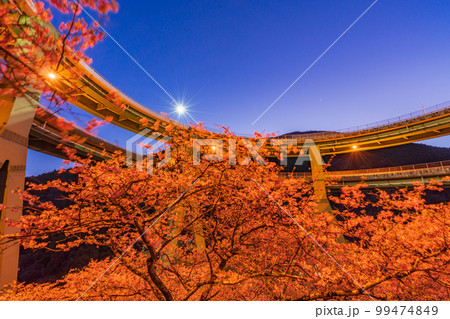 (静岡県)河津桜咲く、河津七滝ループ橋 ライトアップ (静岡県)河津桜咲く、河津七滝ループ橋 ライトアップ 99474849