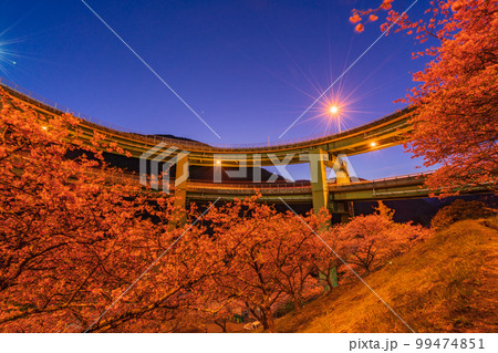 (静岡県)河津桜咲く、河津七滝ループ橋 ライトアップ (静岡県)河津桜咲く、河津七滝ループ橋 ライトアップ 99474851