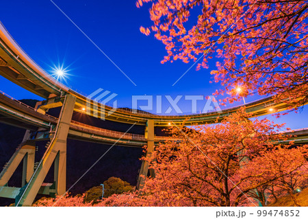 (静岡県)河津桜咲く、河津七滝ループ橋 ライトアップ (静岡県)河津桜咲く、河津七滝ループ橋 ライトアップ 99474852