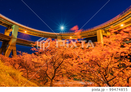 (静岡県)河津桜咲く、河津七滝ループ橋 ライトアップ (静岡県)河津桜咲く、河津七滝ループ橋 ライトアップ 99474855