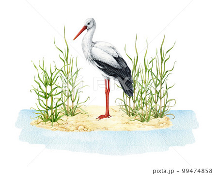 Crane in natural wildlife scene. Watercolor illustration. Beautiful wild bird standing in the cane plant in the water. White crane bird in the grass illustration 99474858