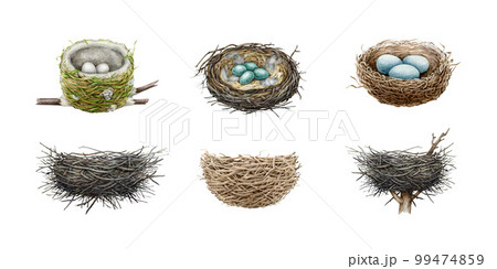 Birds nest hand drawn illustration big set. Watercolor realistic detailed bird natural houses made of sticks, dry grass, straw, branches. Various nests with eggs and empty element collection 99474859
