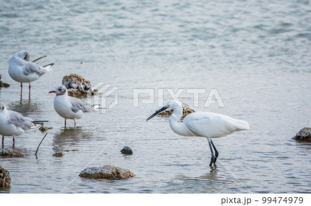 The small white heron or Little egret stands in the lake 99474979