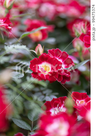 赤いバラの原種の咲いている写真 99475374