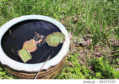 自然の中にあるカエルが乗りそうな浮き草 99475597