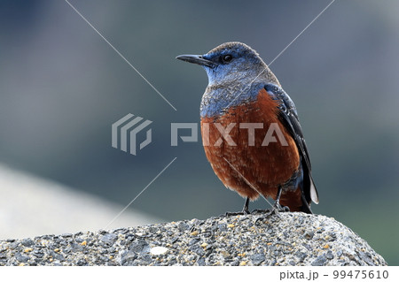 防波堤の上で遠くを見つめるヒヨドリ 99475610