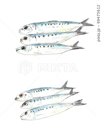 イワシの水彩画 99475612