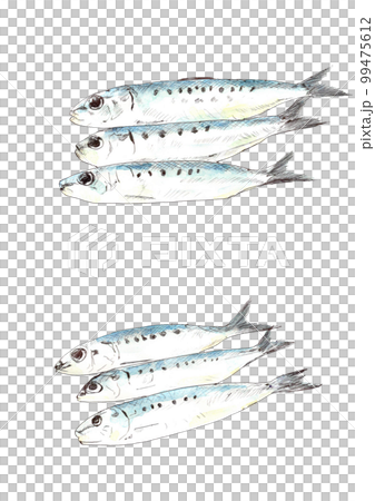 イワシの水彩画 99475612