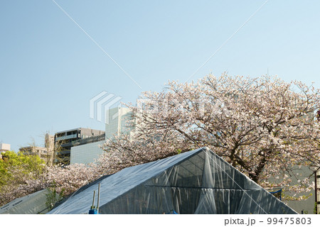 甲突川沿いに咲く桜の木 甲突川沿いに咲く桜の木 99475803