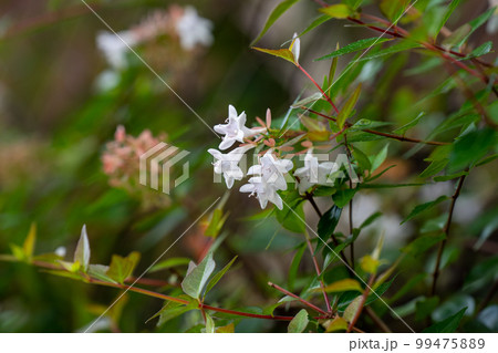 白いアベリアの花(10月) 99475889