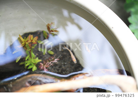 睡蓮鉢の中を泳ぐメダカ 99476325