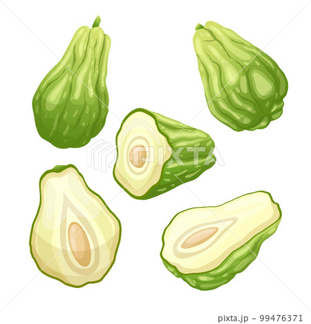 chayote fresh food set cartoon vector illustration 99476371
