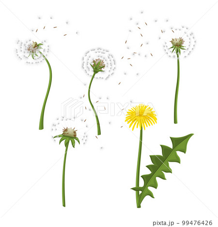 dandelion flower nature set cartoon vector illustration dandelion flower nature set cartoon vector illustration 99476426