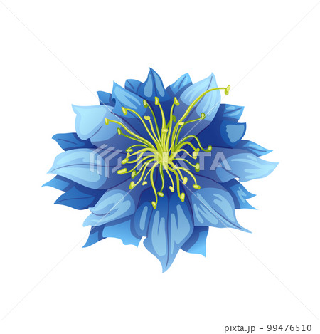 nigella sativa cumin black cartoon vector illustration 99476510