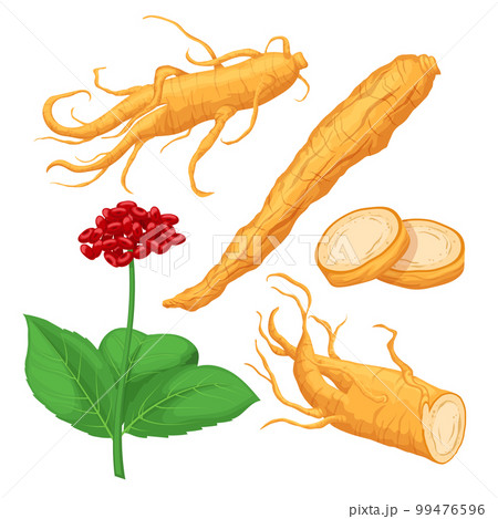ginseng root set cartoon vector illustration 99476596