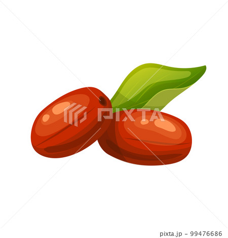 jojoba natural oil cartoon vector illustration 99476686