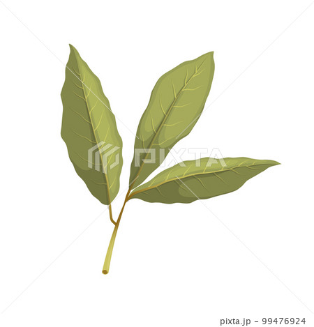 bay leaf herb cartoon vector illustration 99476924