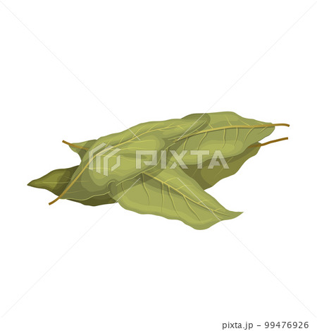 bay leaf plant cartoon vector illustration 99476926