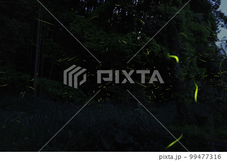 たくさんのホタルが乱舞する初夏 99477316