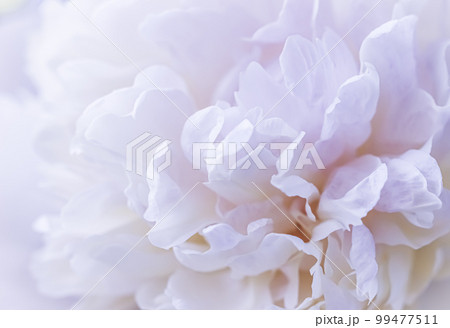 White peony flower petals. Macro flowers backdrop for holiday brand design. Soft focus, abstract floral background 99477511