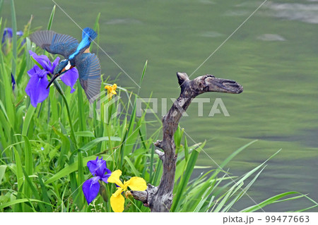 カワセミが池に向かって、飛び込む瞬間。の写真素材 [99477663] - PIXTA