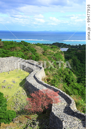 世界遺産　今帰仁城跡　満開のカンヒザクラ　 99477916
