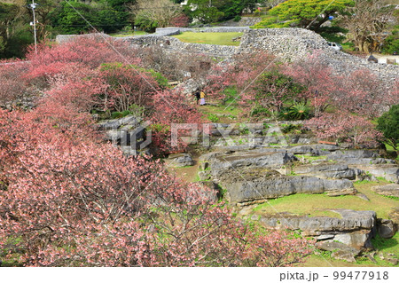 世界遺産　今帰仁城跡　満開のカンヒザクラ　 99477918