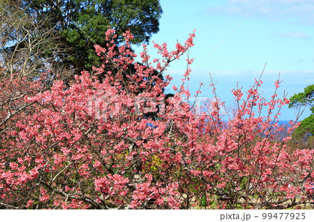 世界遺産　今帰仁城跡　満開のカンヒザクラ　 99477925