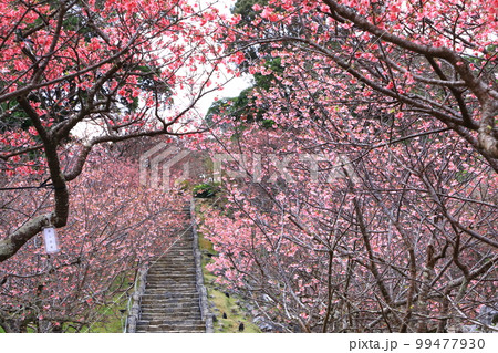 世界遺産　今帰仁城跡　満開のカンヒザクラ　 99477930