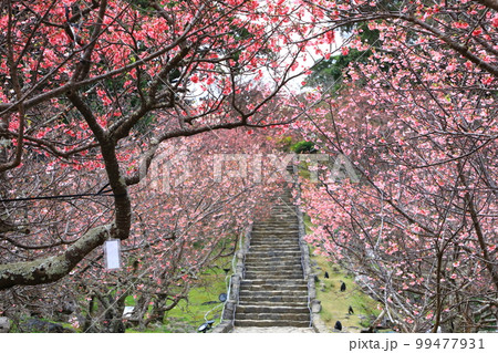 世界遺産　今帰仁城跡　満開のカンヒザクラ　 99477931