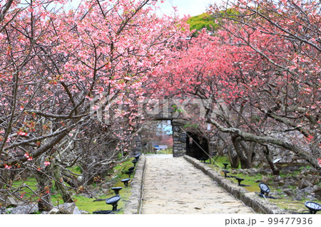 世界遺産　今帰仁城跡　満開のカンヒザクラ　 99477936