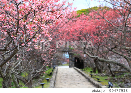世界遺産　今帰仁城跡　満開のカンヒザクラ　 99477938