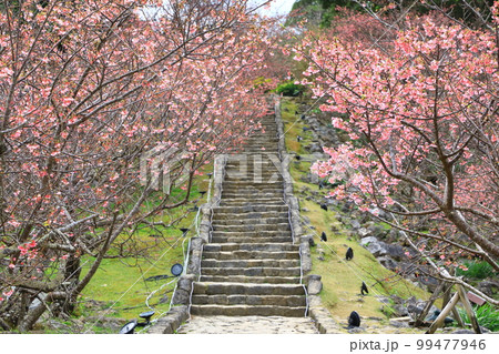 世界遺産　今帰仁城跡　満開のカンヒザクラ　 99477946