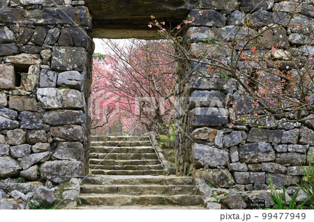 世界遺産　今帰仁城跡　満開のカンヒザクラ　 99477949
