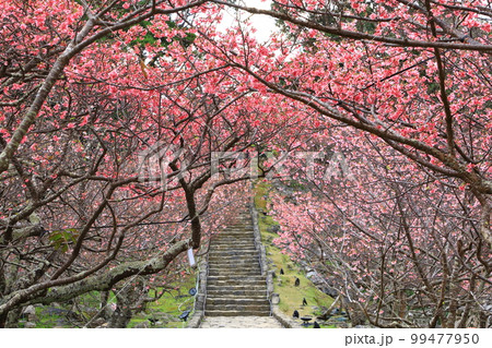 世界遺産　今帰仁城跡　満開のカンヒザクラ　 99477950