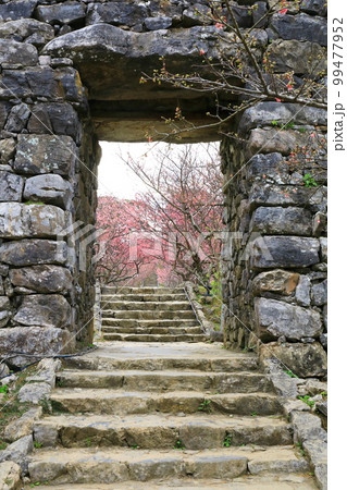 世界遺産　今帰仁城跡　満開のカンヒザクラ　 99477952