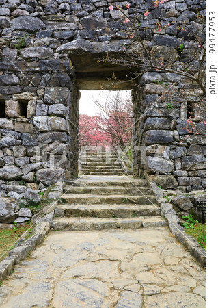 世界遺産　今帰仁城跡　満開のカンヒザクラ　 99477953