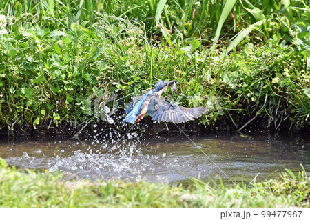 カワセミが池から飛び出したところ。 99477987