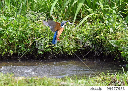 カワセミがエサをキャッチして飛び出したところ。 カワセミがエサをキャッチして飛び出したところ。 99477988