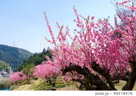 桃源郷 桃源郷 99478476