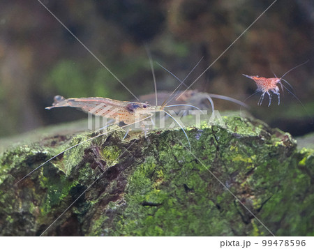 水槽のヤマトヌマエビ 99478596