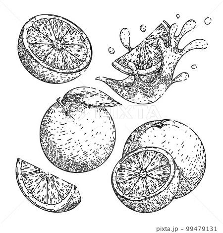 orange fruit set sketch hand drawn vector 99479131