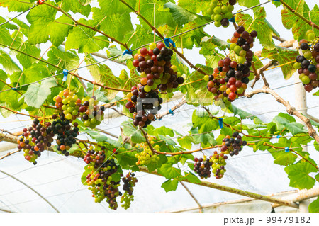 Low angle view bunches of growing colorful grapes with green leaves. 99479182
