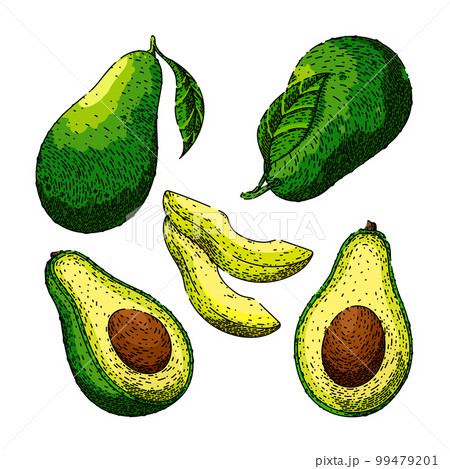 avocado food fresh set sketch hand drawn vector 99479201
