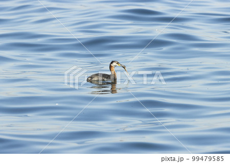 アカエリカイツブリ 99479585