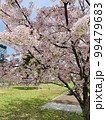 桜 99479683